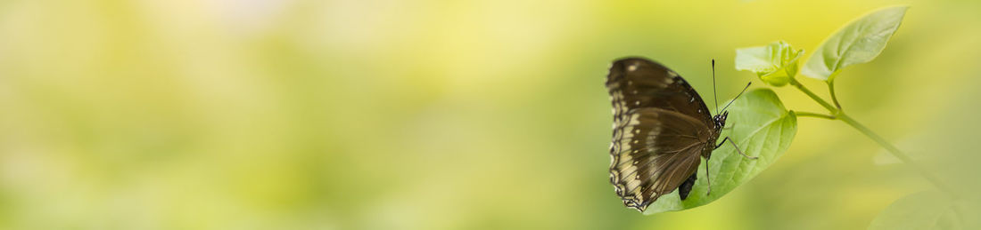 Close-up of butterfly on plant