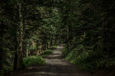 Dirt road amidst trees in forest