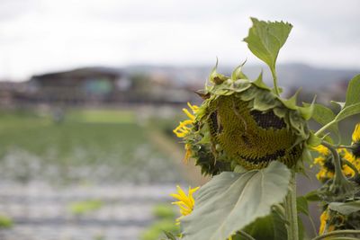 Close-up of sunflower against plant