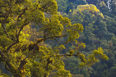 Yellow trees and plants in forest