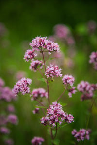 Beautiful purple oregano flowers blooming in the meadow. natural herbal tea.