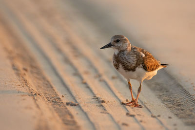 Close-up of bird perching on wood