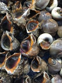 Full frame shot of shells