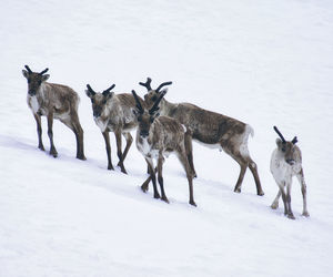 Flock of deer on snow covered land