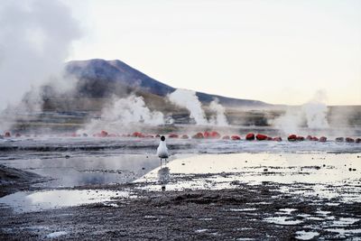 Bird on geyser