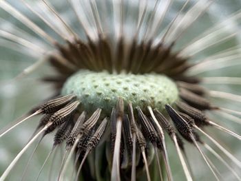 Close-up of white dandelion