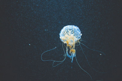 Close-up of jellyfish swimming in aquarium berlin