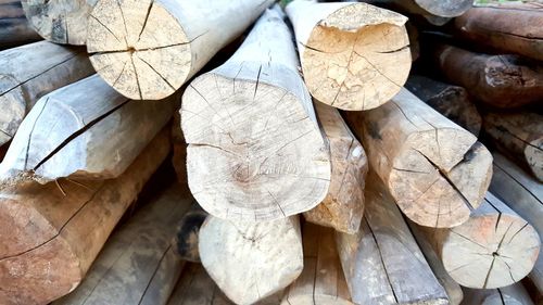 Close-up of logs in forest