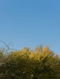 Low angle view of trees against clear blue sky