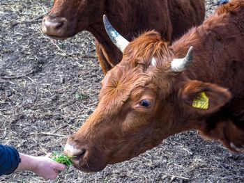 Cows in a field