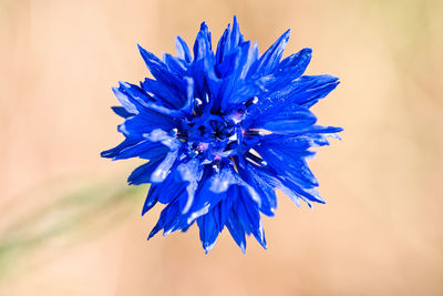 Close-up of purple flowering plant against blue sky