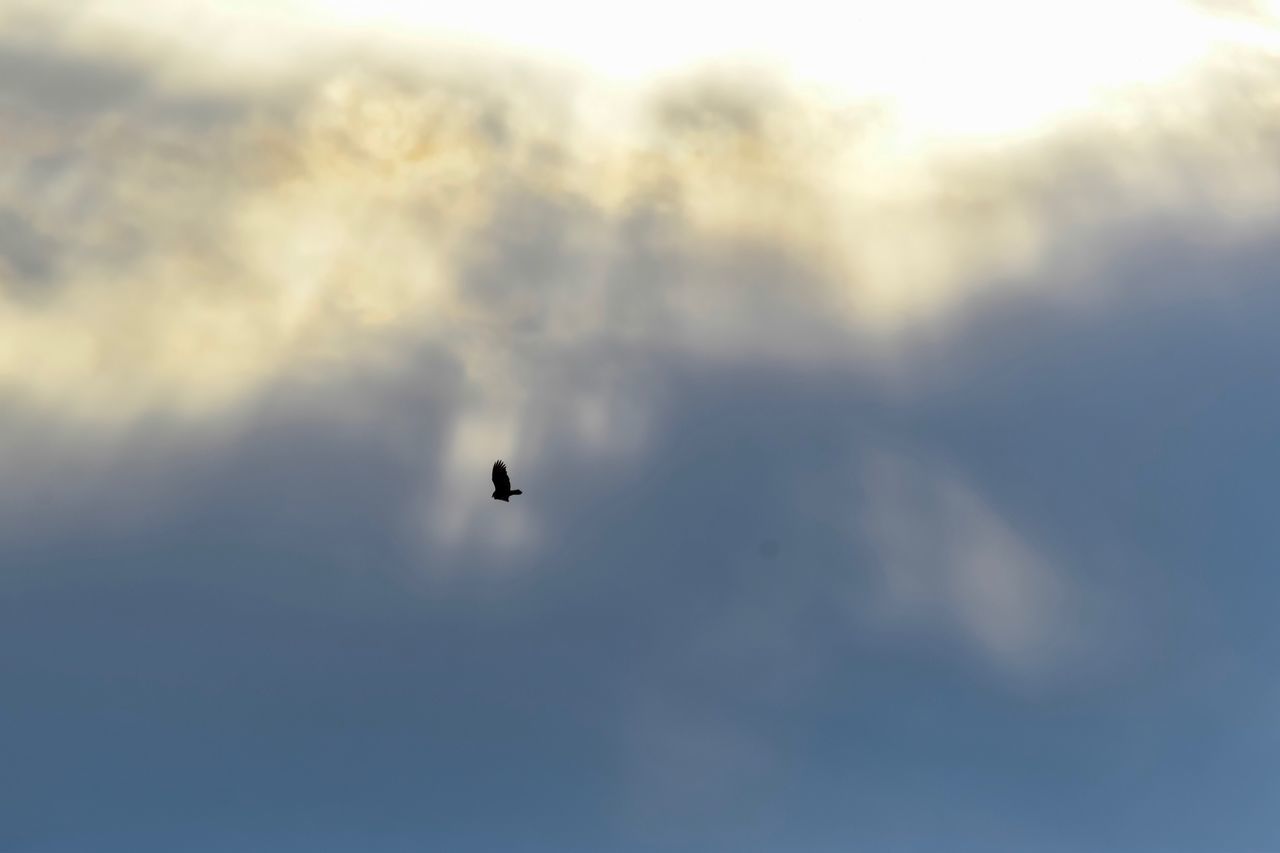 LOW ANGLE VIEW OF AIRPLANE IN SKY