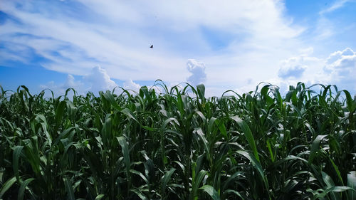 Crops growing on field against sky