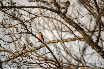 Low angle view of bird perching on bare tree