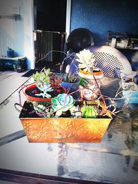 Potted plant for sale at street market