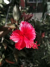 Close-up of red hibiscus flower blooming in garden