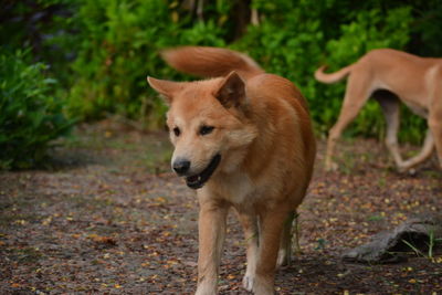 View of dog standing on field