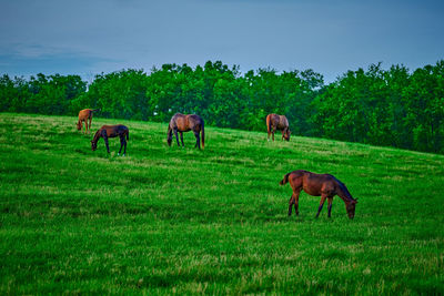 Horses grazing in field