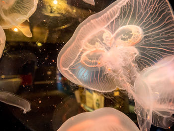 Jellyfish swimming in aquarium