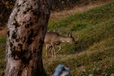 Side view of deer standing on field