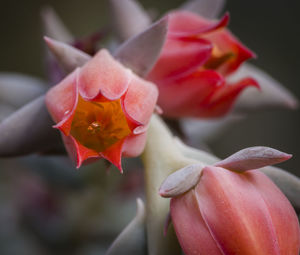 Close-up of pink rose flower