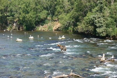 View of dog in lake