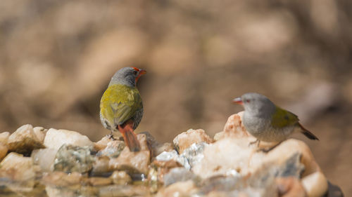 Close-up of birds perching