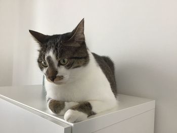 Close-up of a cat looking away