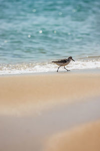 View of a bird on the beach