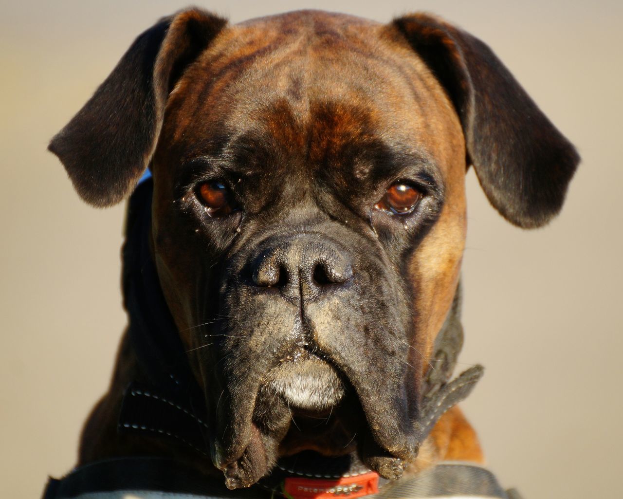 Deutscher Boxer