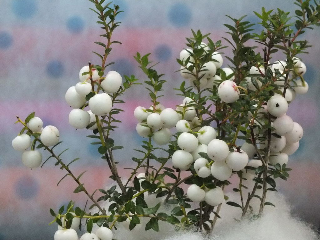 freshness, growth, white color, flower, plant, close-up, bud, nature, fragility, stem, focus on foreground, branch, beauty in nature, leaf, fruit, new life, selective focus, bunch, twig, beginnings