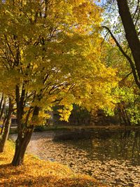 Autumn trees in a row