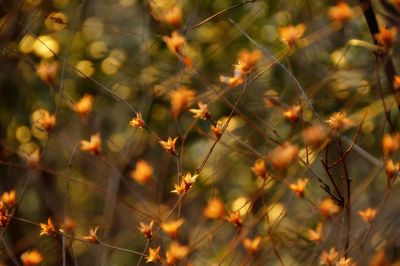 Close-up of spider on web against trees