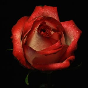 Close-up of wet red rose against black background