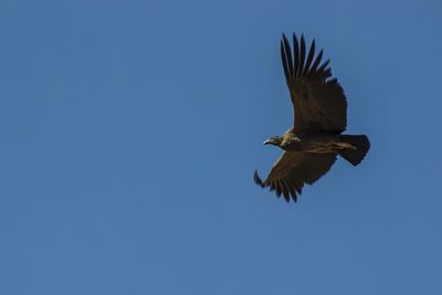 Low angle view of eagle flying against clear blue sky