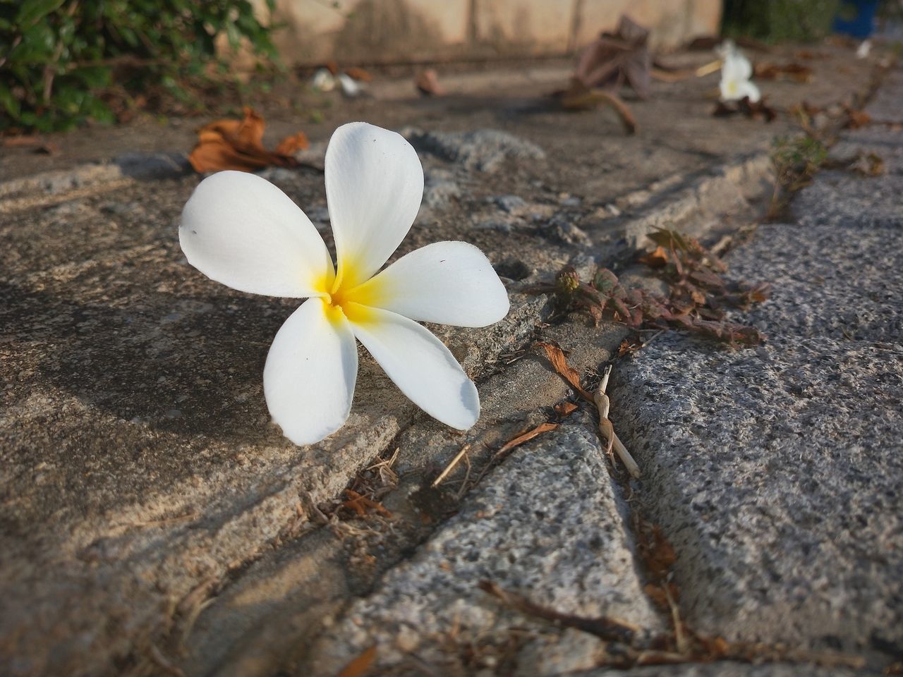 CLOSE-UP OF WHITE FRANGIPANI FLOWER ON PLANT