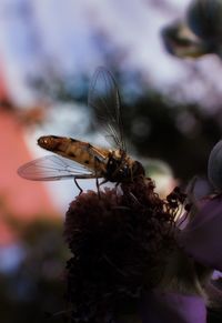 Close-up of insect on leaf