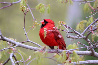 Close-up of a bird perching on branch