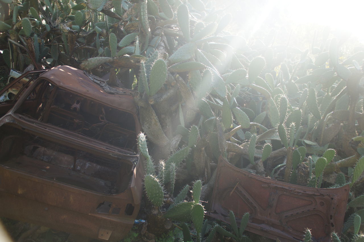 CLOSE-UP OF ABANDONED AGRICULTURAL FIELD