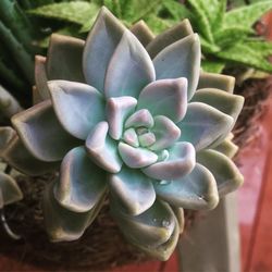 Close-up of succulent plant