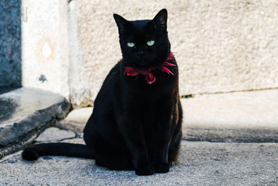 Portrait of black cat sitting outdoors with green eyes and pink colar