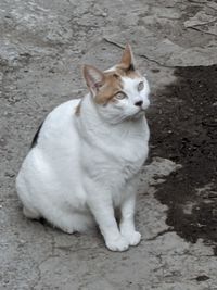 High angle portrait of cat sitting outdoors