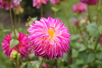 Close-up of pink flower