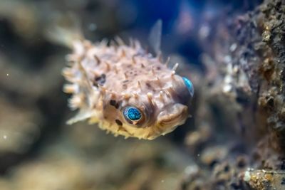 Close-up of fish swimming in sea