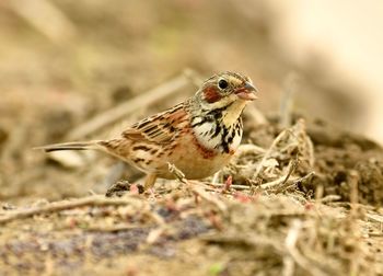 Close-up of bird perching on a field