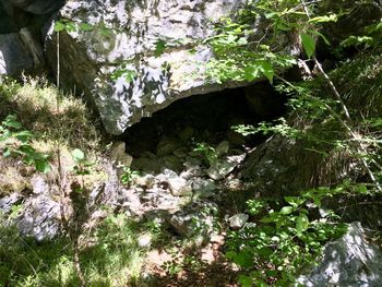 Scenic view of rocks in forest