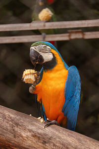 Close-up of bird