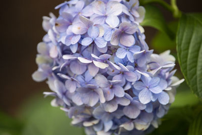 Close-up of purple hydrangea flowers