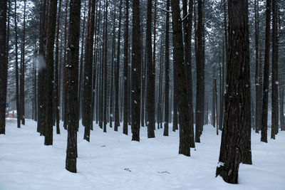 Panoramic shot of trees in forest during winter