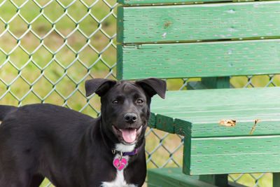 Close-up portrait of dog